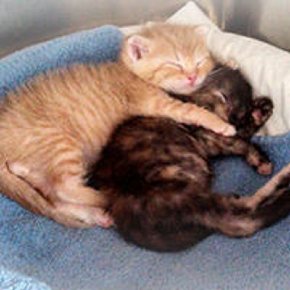 Newborn Rescues from Hopelessness to Happiness