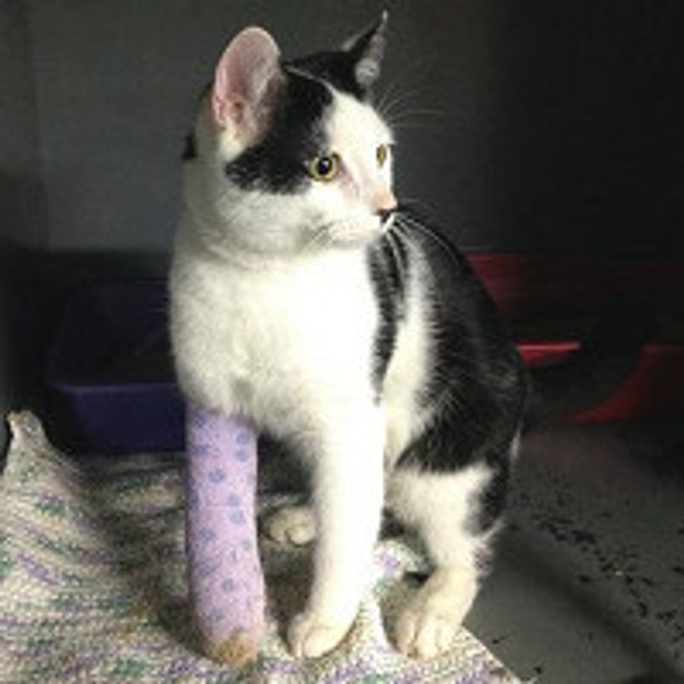 Cat Survived Hit & Run Car: Journey to Full Recovery