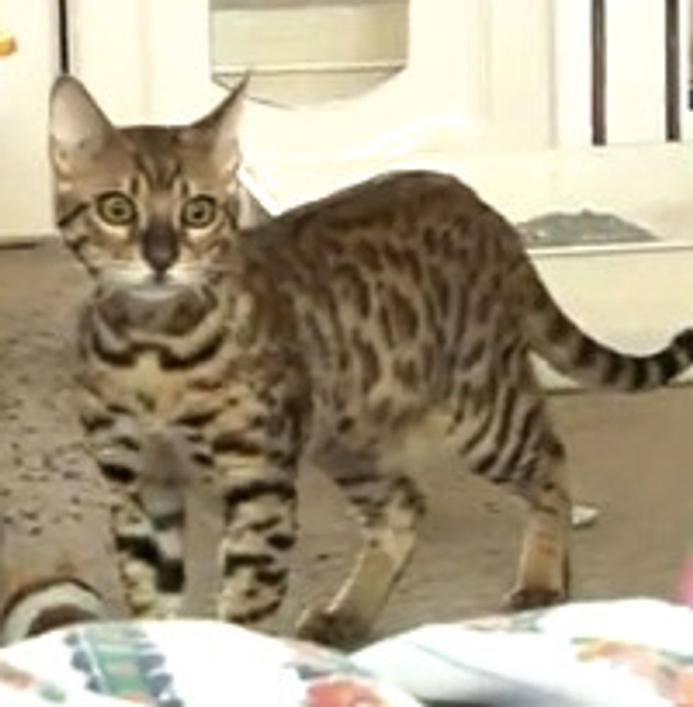 Rescue Bengal Kitten Introduction to Adult Cats