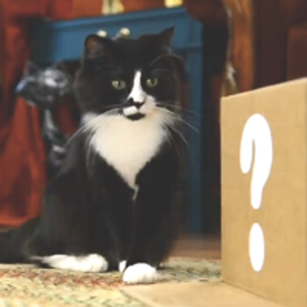 Will Kitty Play With It?