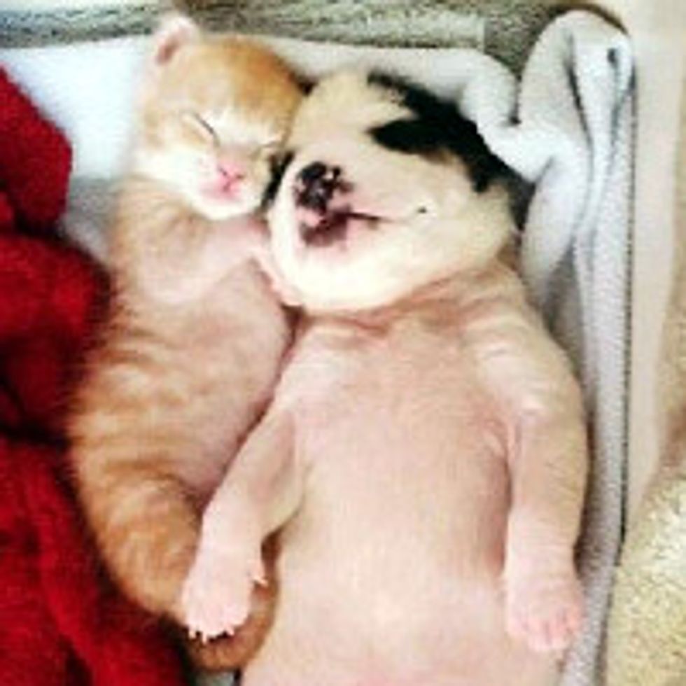 Orphan Kitten and Puppy Become Best Inseparable Friends