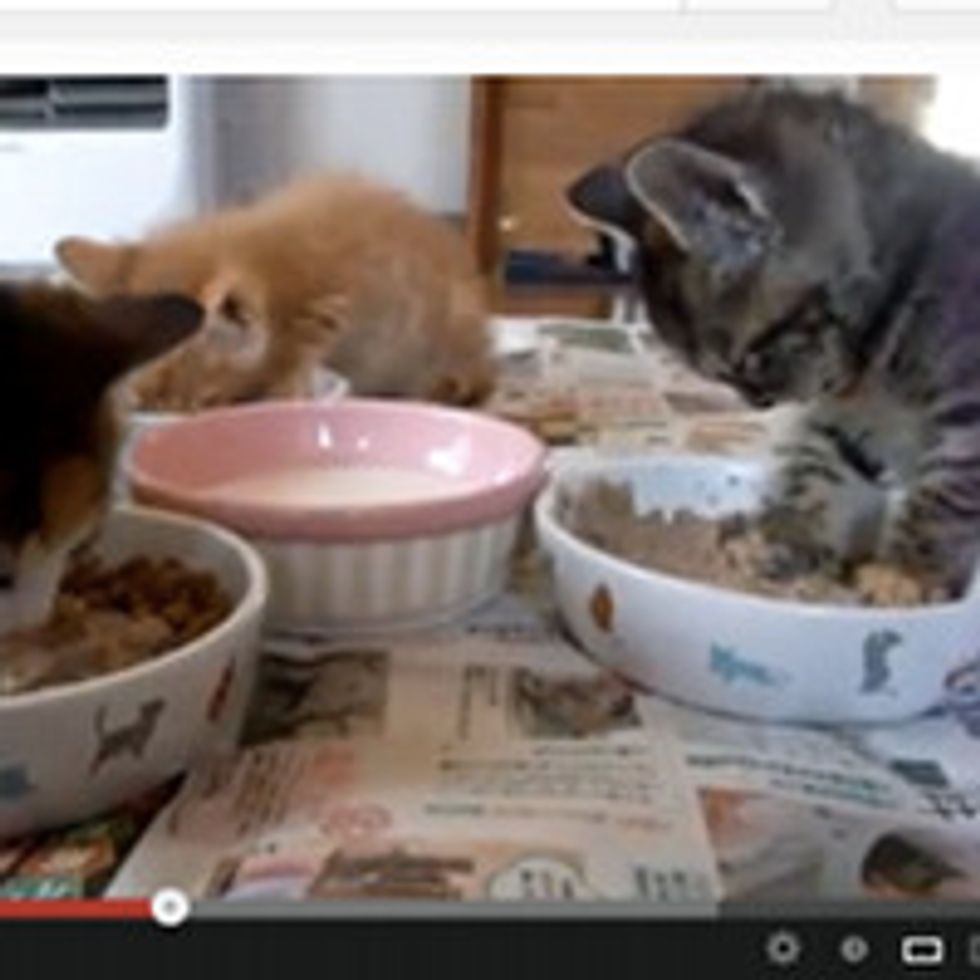 Kitten Falls Asleep While Eating
