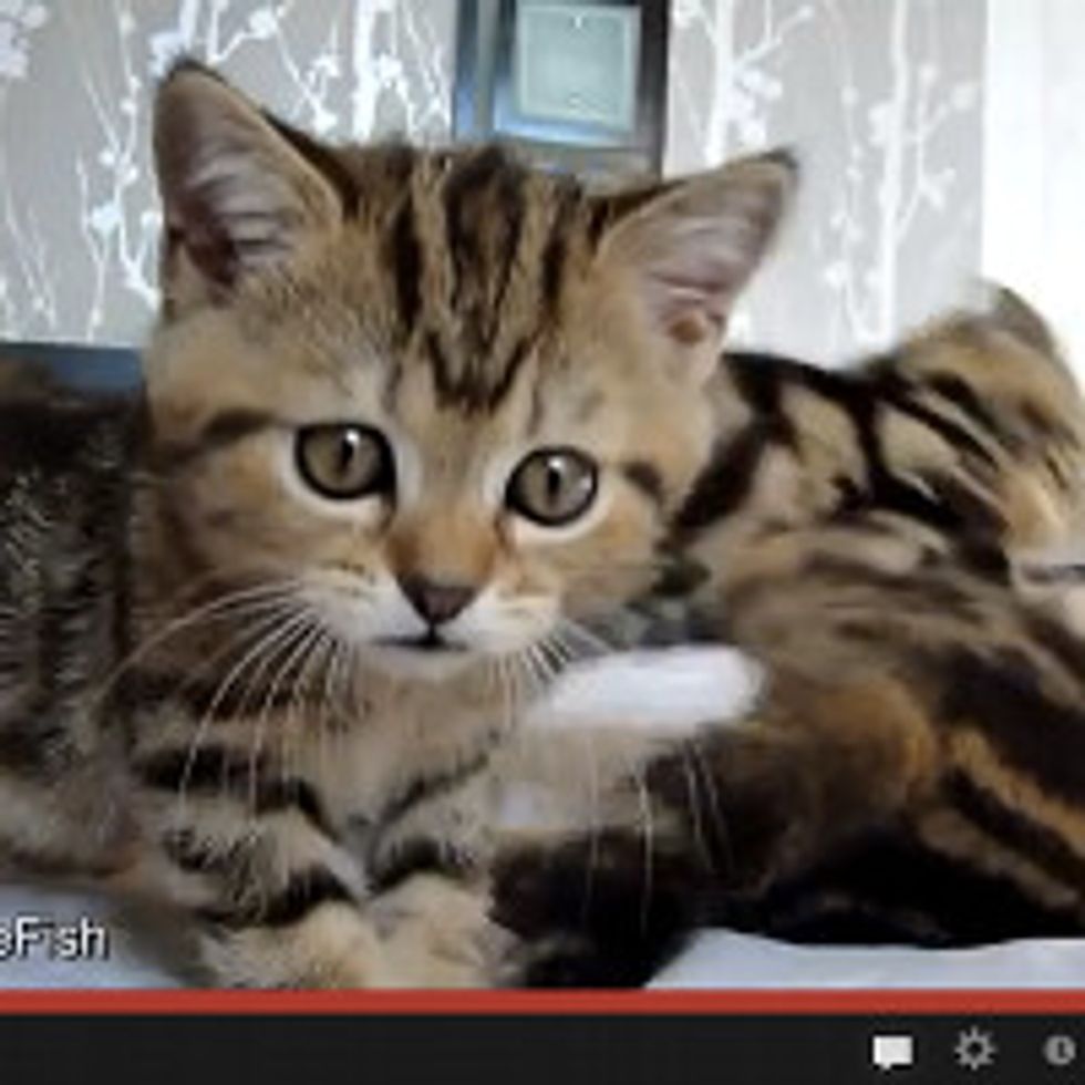 Kitten Wrestlers