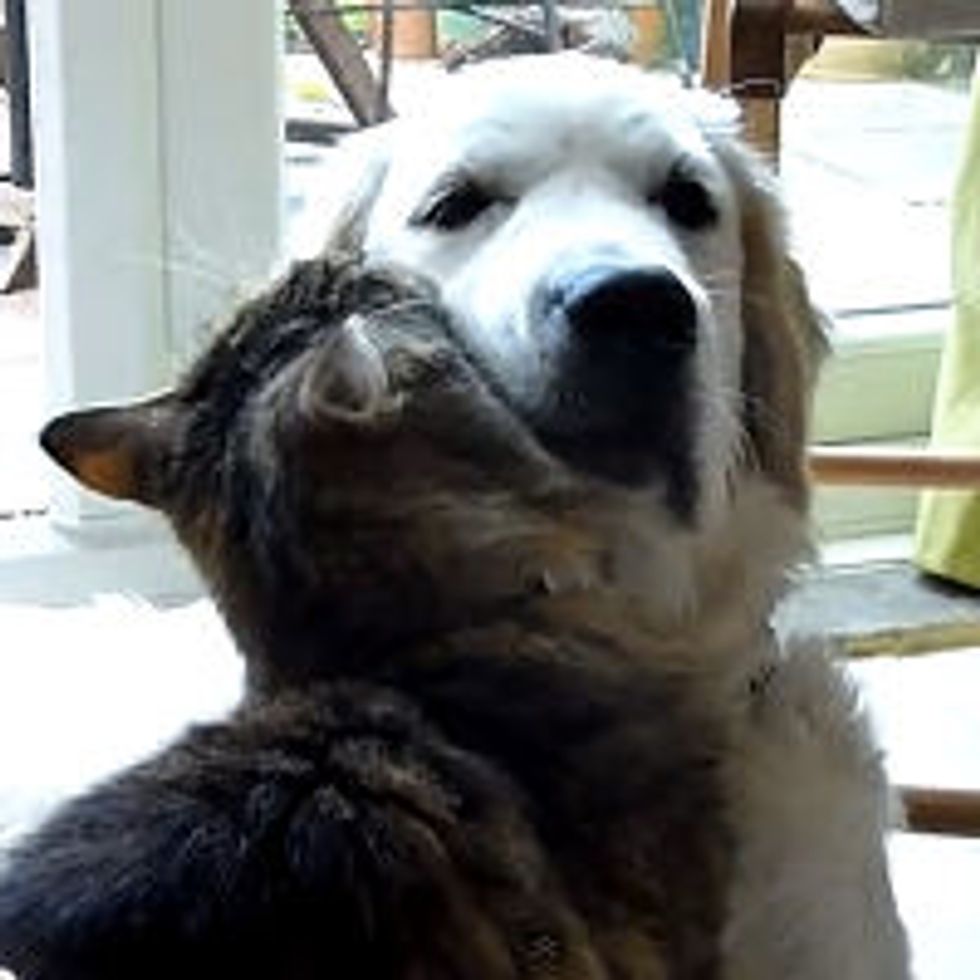 Cat Loves Golden Retriever Pup