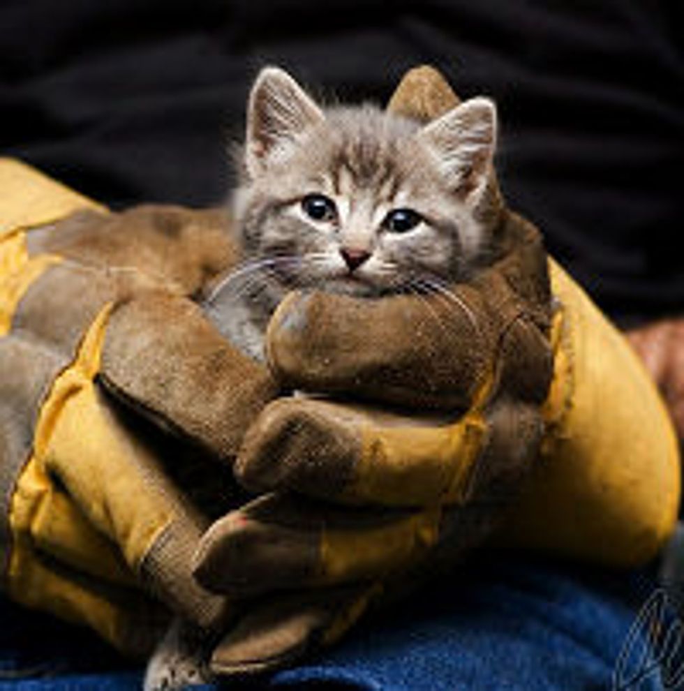 Barn Kitty Saved!