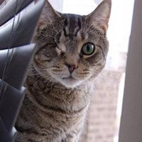 Odin the One eyed Cat Finds Family Who Never Gives Up on Him Love Meow