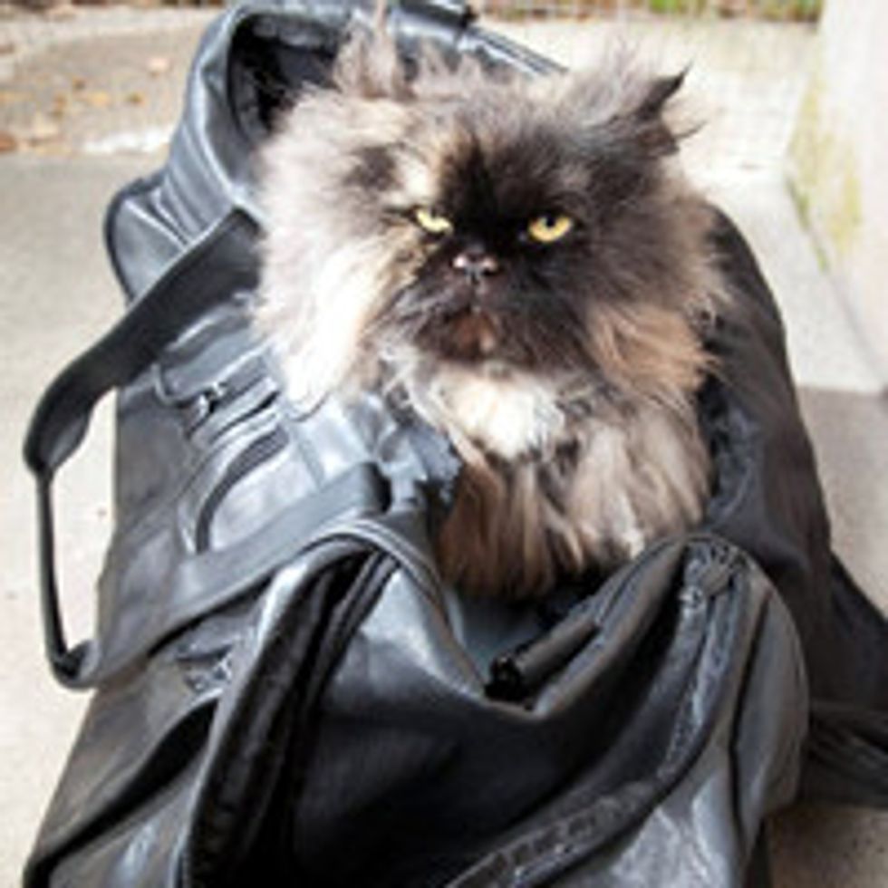 7-Year-Old Persian Cat Survives 3,400 Mile Journey from Cairo to London in a Suitcase