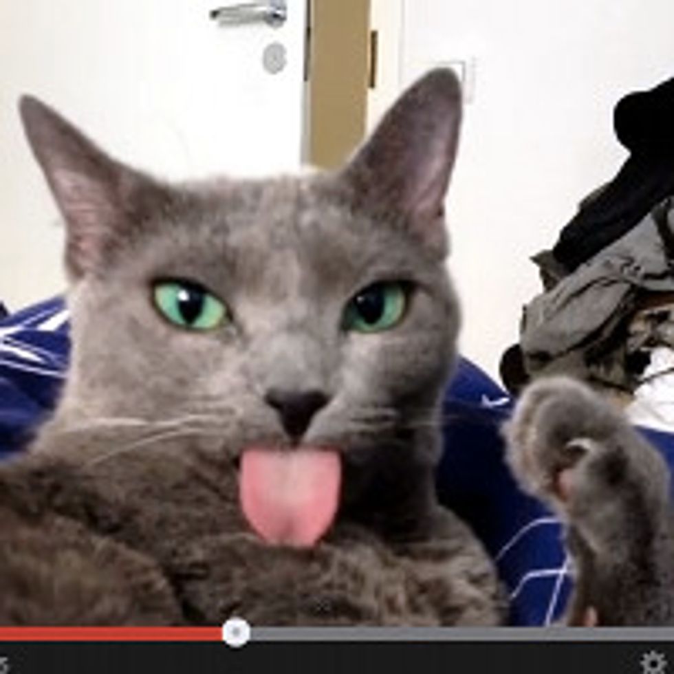 Kitty Forgets Her Tongue Is Out