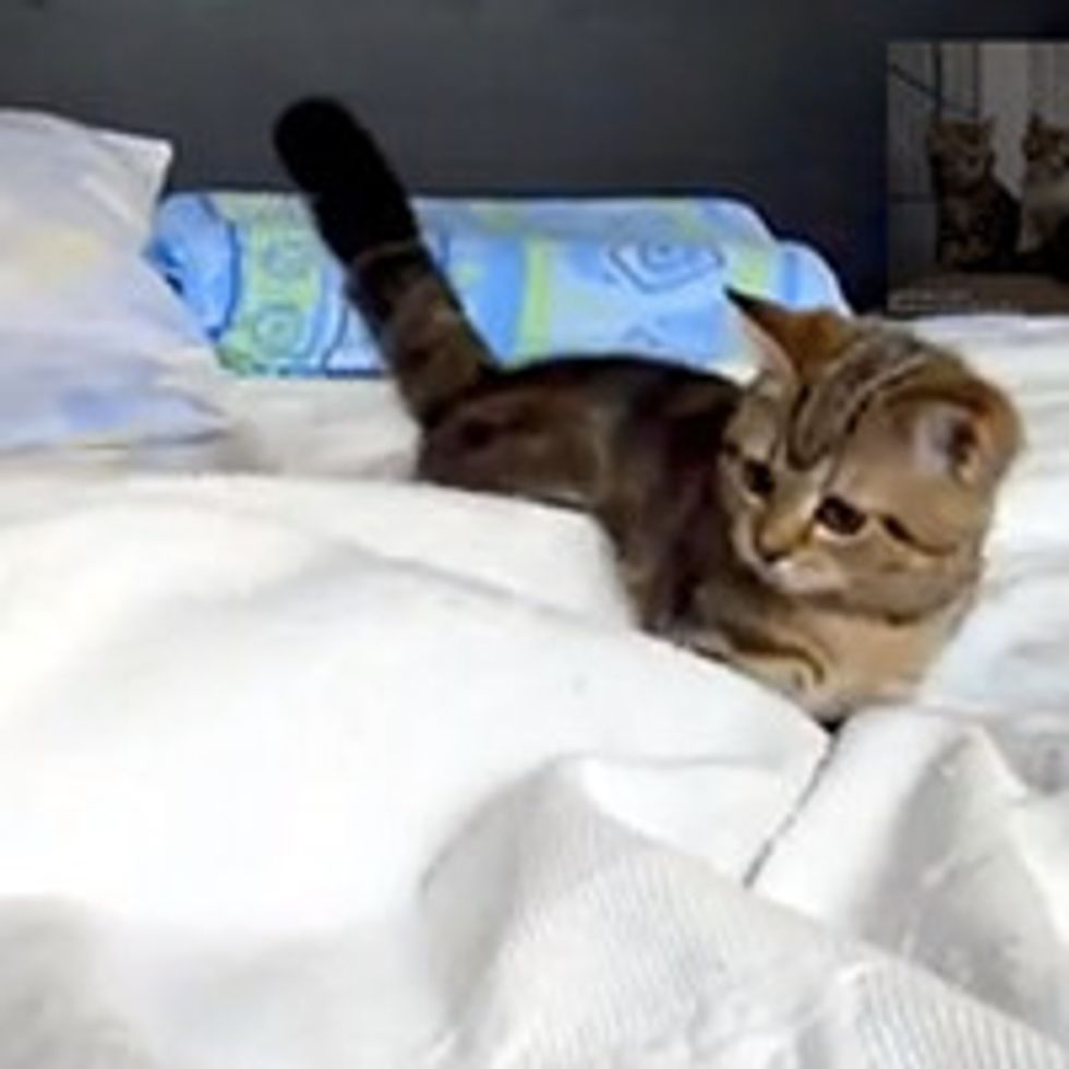 Kitten Vs Bedsheet Creature