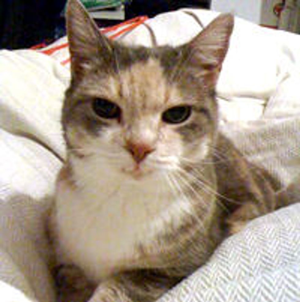 17 Year-old Cat with Only One Tooth, Sweetest Old Gal
