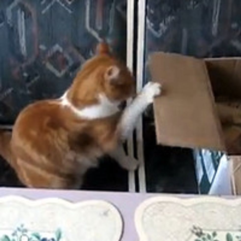 Kitty Stamina Training for Boxing