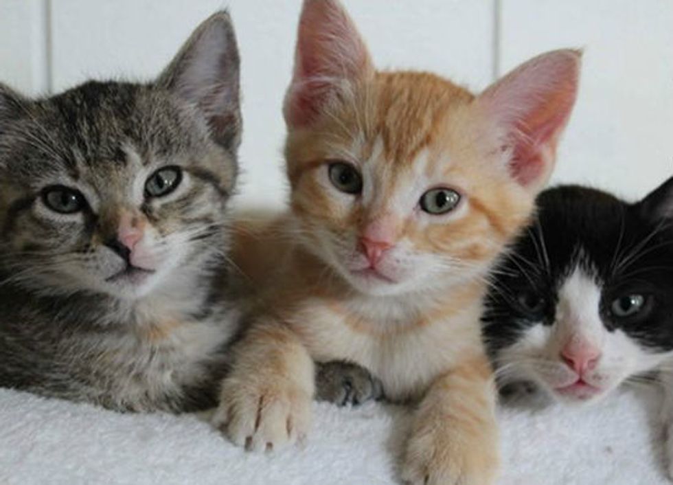 "Trash Bag" Kitties Saved by Good Samaritan, Turn One Year