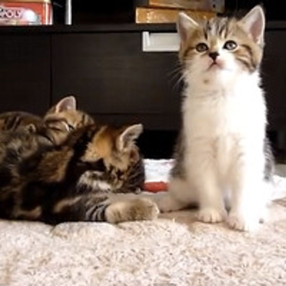 Little Kitten Has Hiccups