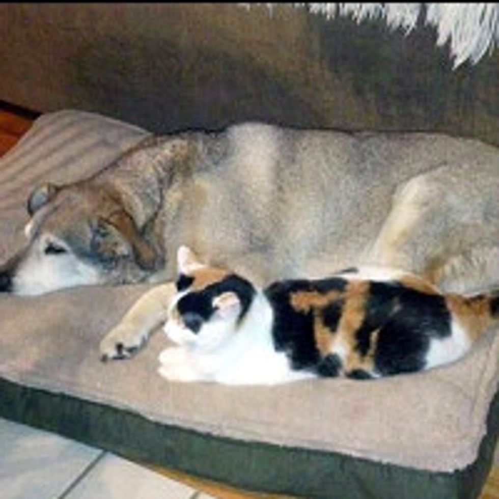 Cat Keeps Old Dog Company