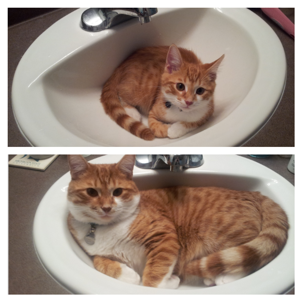 Sink Kitty, Then and Now