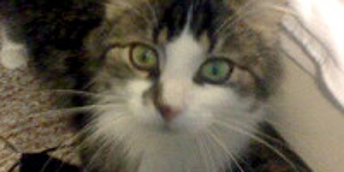 Cat Hides Under Bed for a Month, Now Has Come a Long Way Love Meow