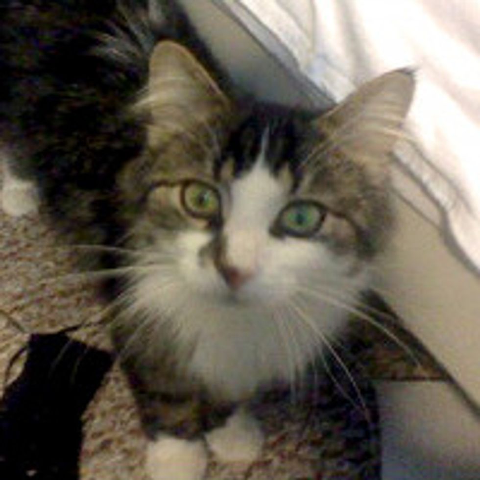 Cat Hides Under Bed for a Month, Now Has Come a Long Way