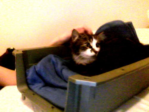 adopted cat hides all day