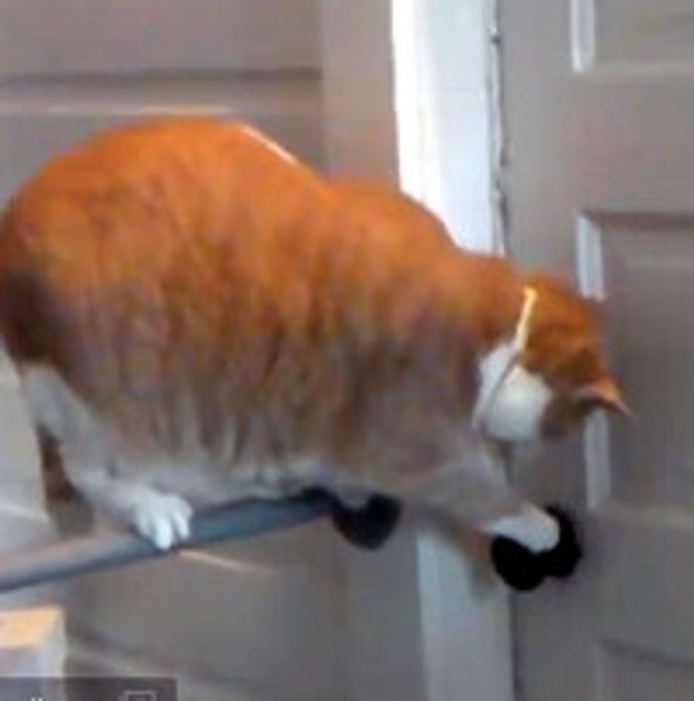 Cat Opens a Door Knob