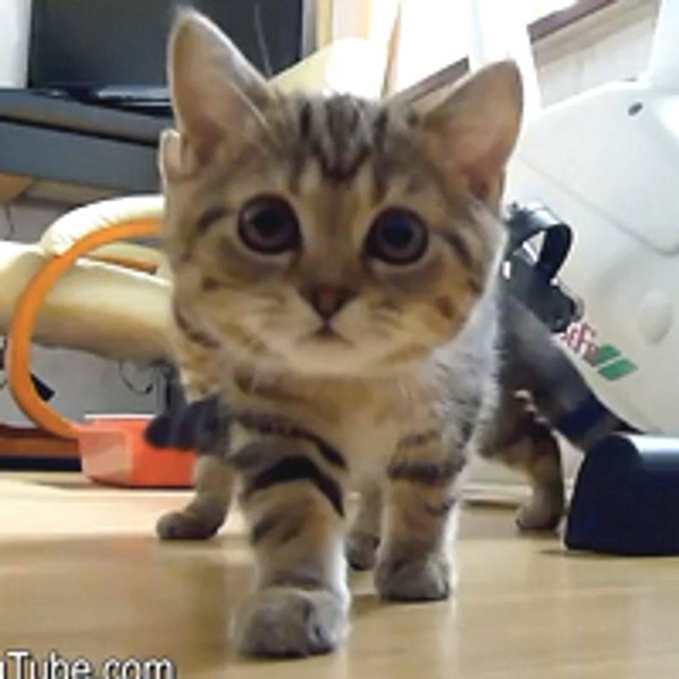 Cutest gif of the day  Baby animal videos, Baby animals, Cute animals