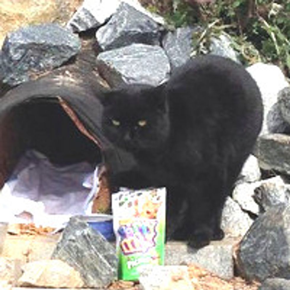 Cat Lives in Drainage Piper Becomes Mascot of the Beltline