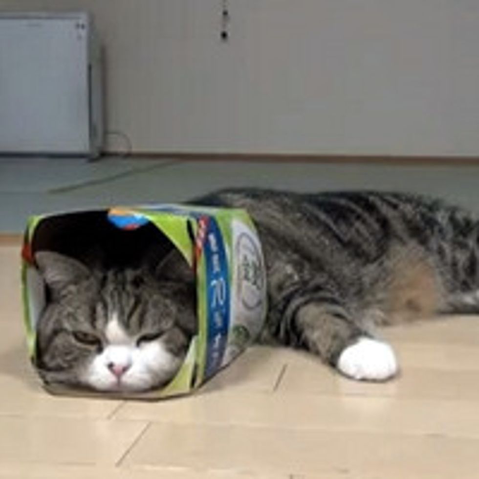 Maru and His Many Boxes