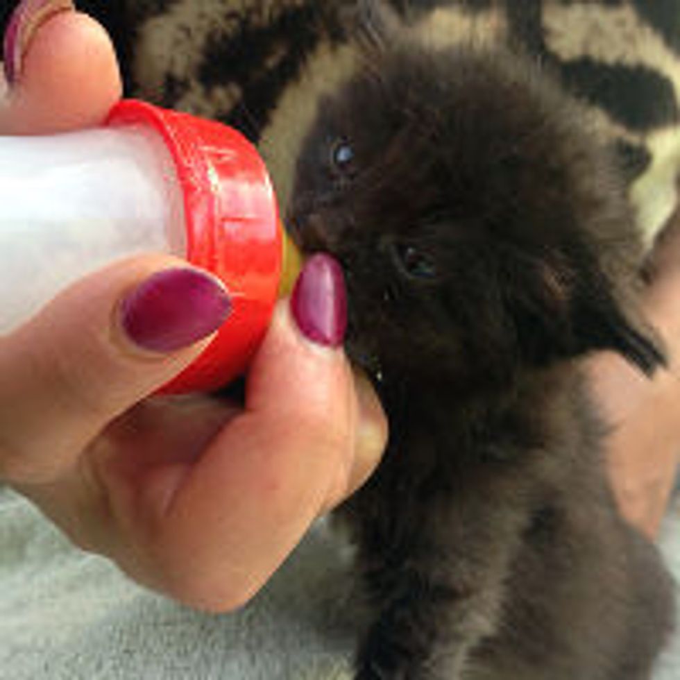 Kitten Rescued in Israel