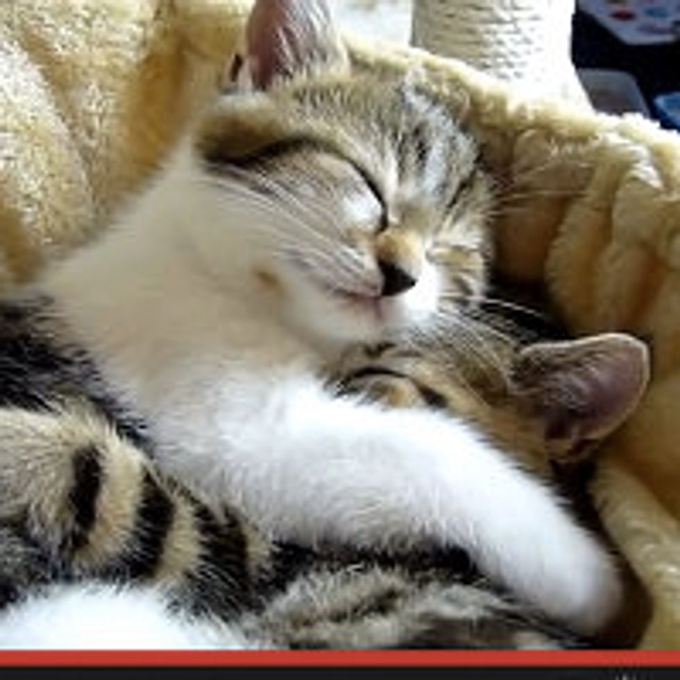 Rocky the Cat Shares 12 Tips: How to Become a Good Boyfriend