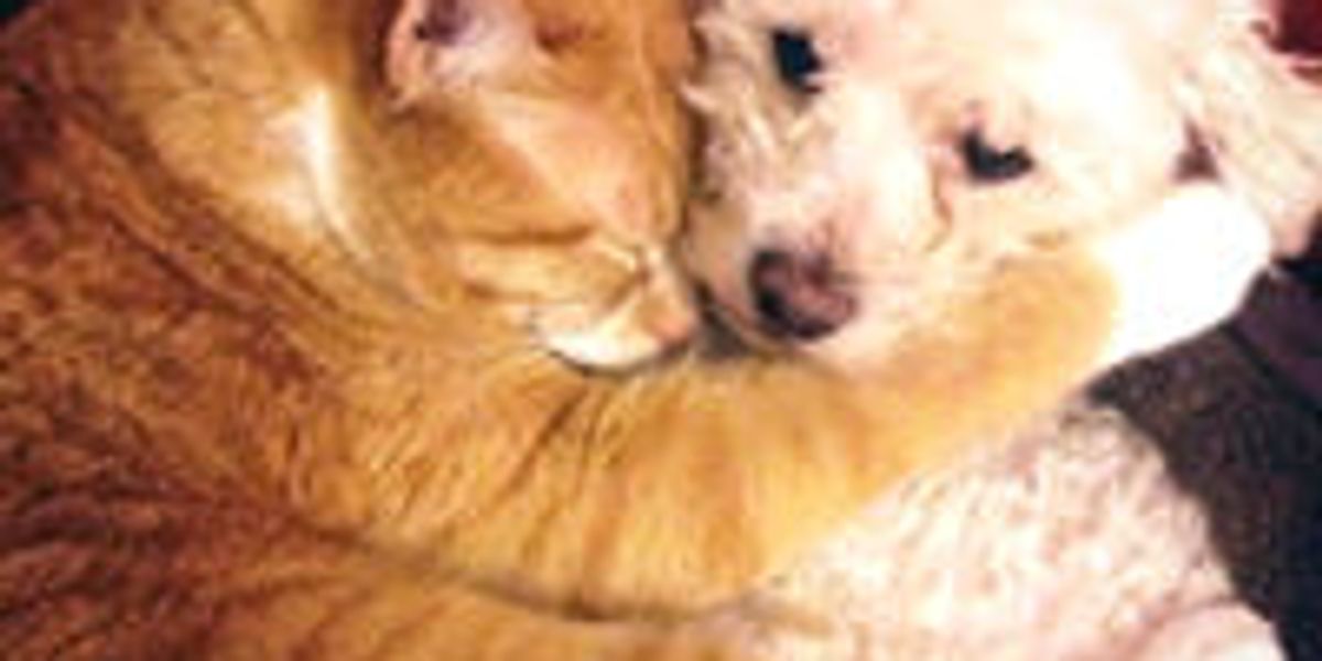 Cat Adopts Rescue Puppy Cuddles and Love Love Meow