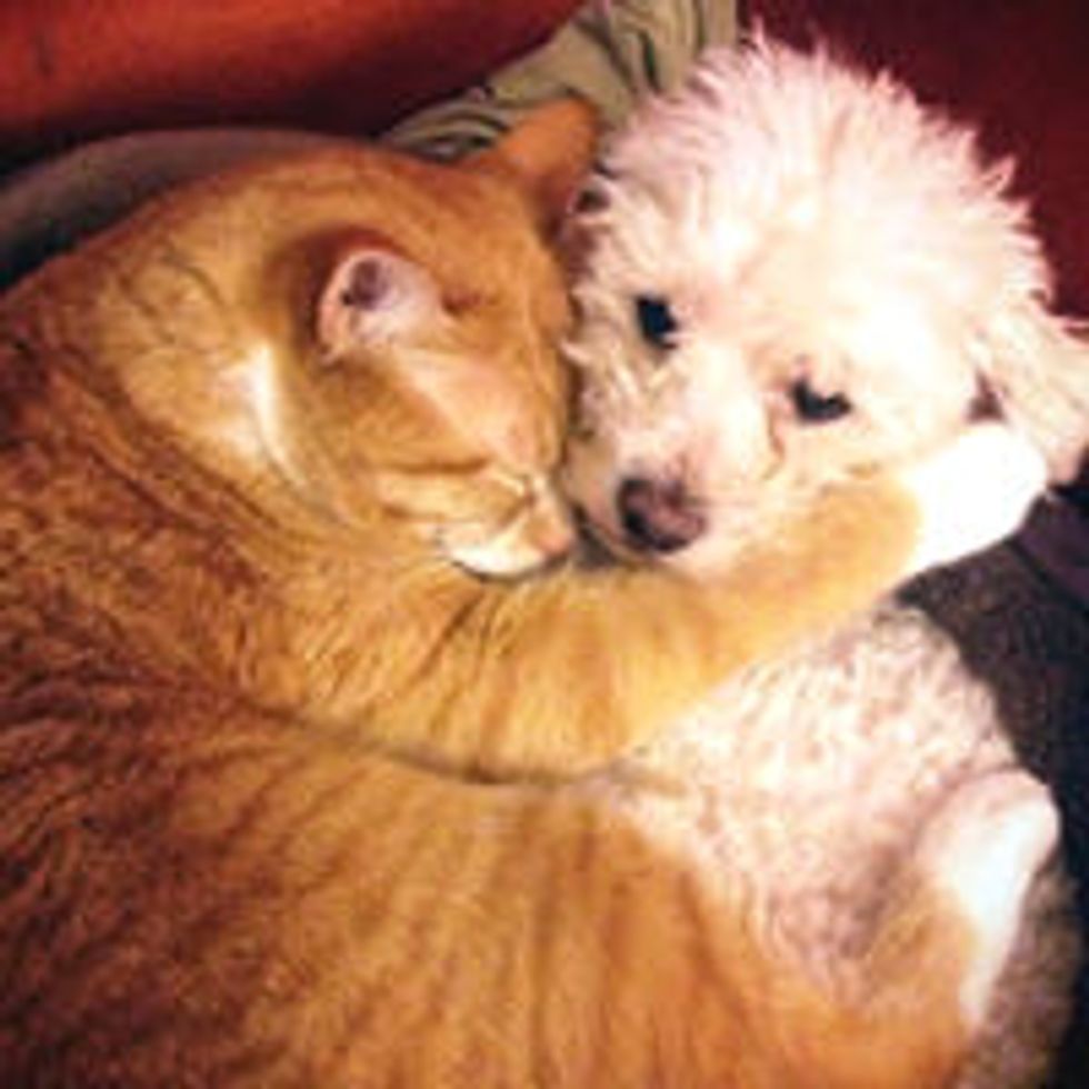 Cat Adopts Rescue Puppy: Cuddles and Love