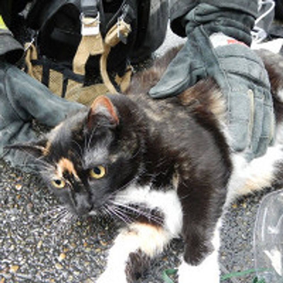 Seattle Firefighters Save and Revive Cat From Condo Complex Fire