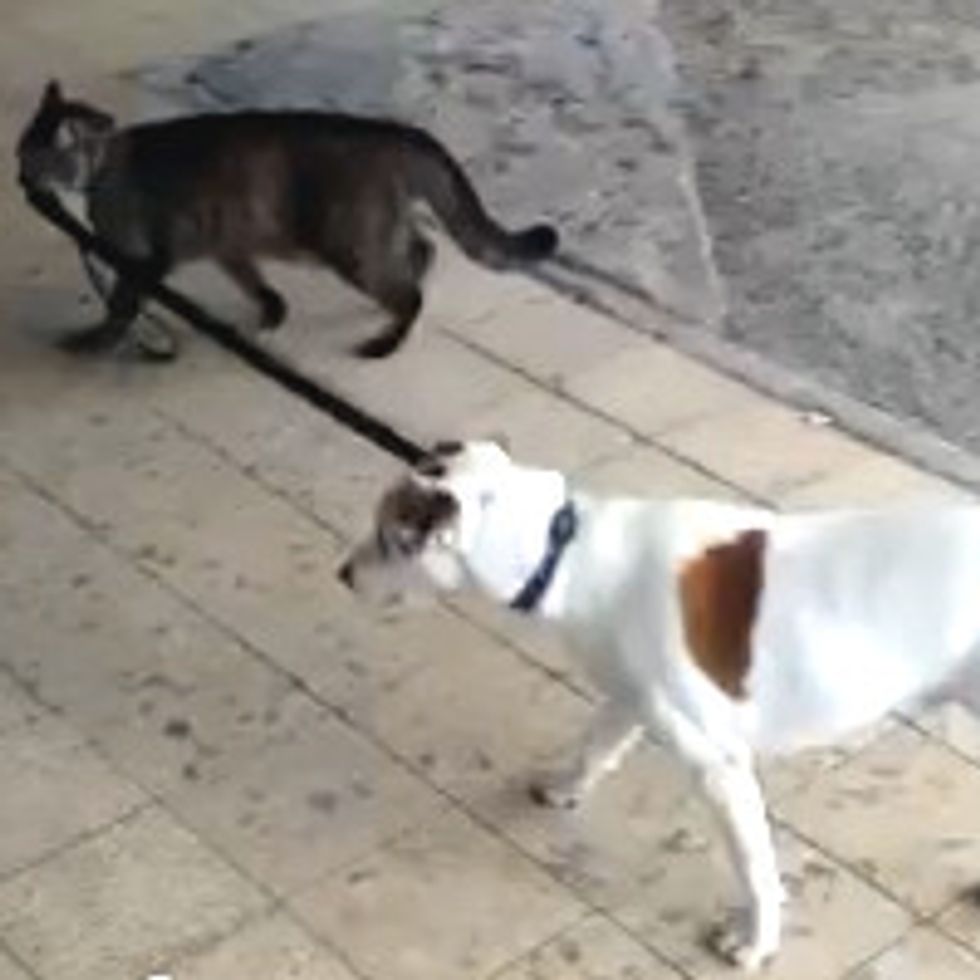Cat Walking Dog Home