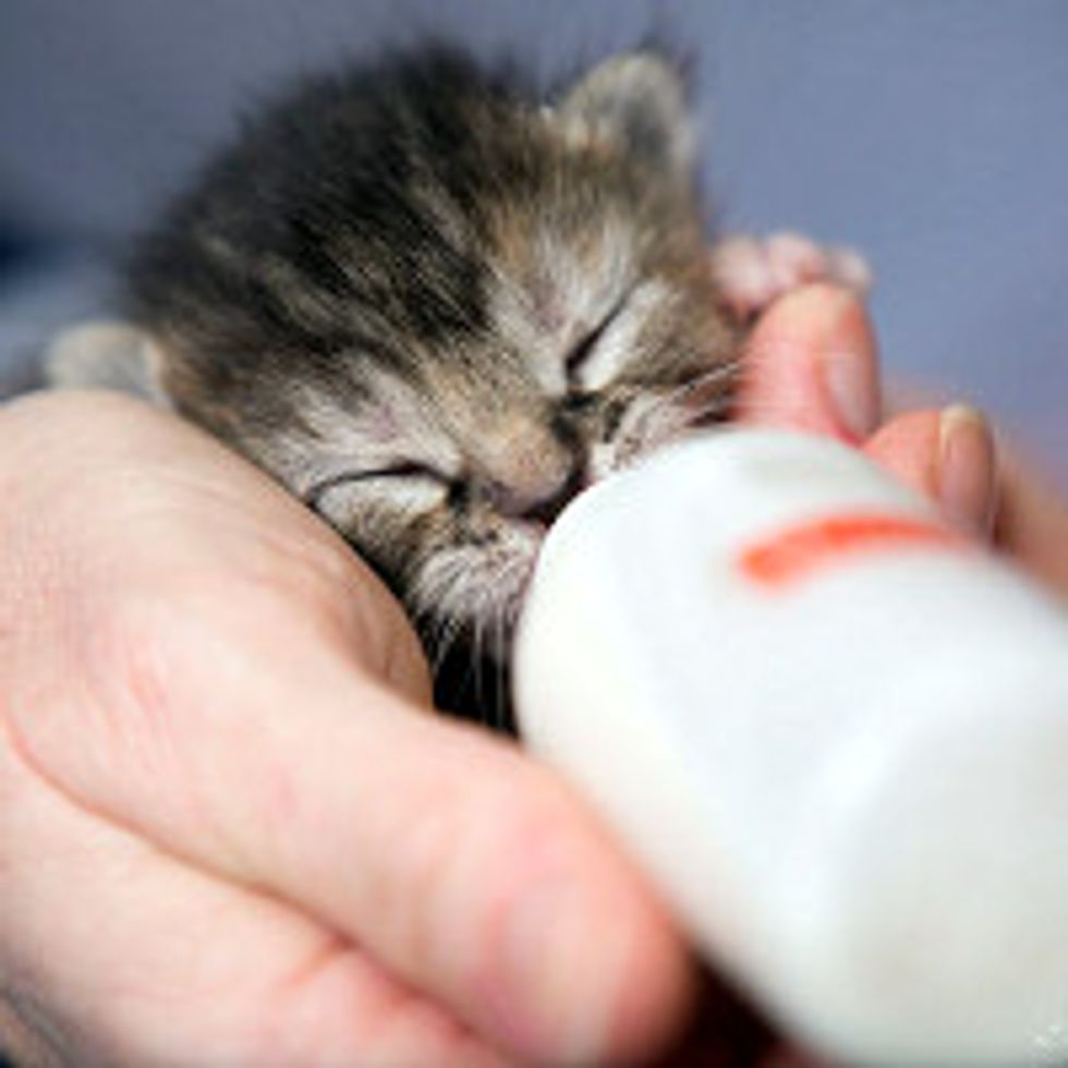 Rescue Calico Cat Gives Motherly Love To 6 Orphan Kittens