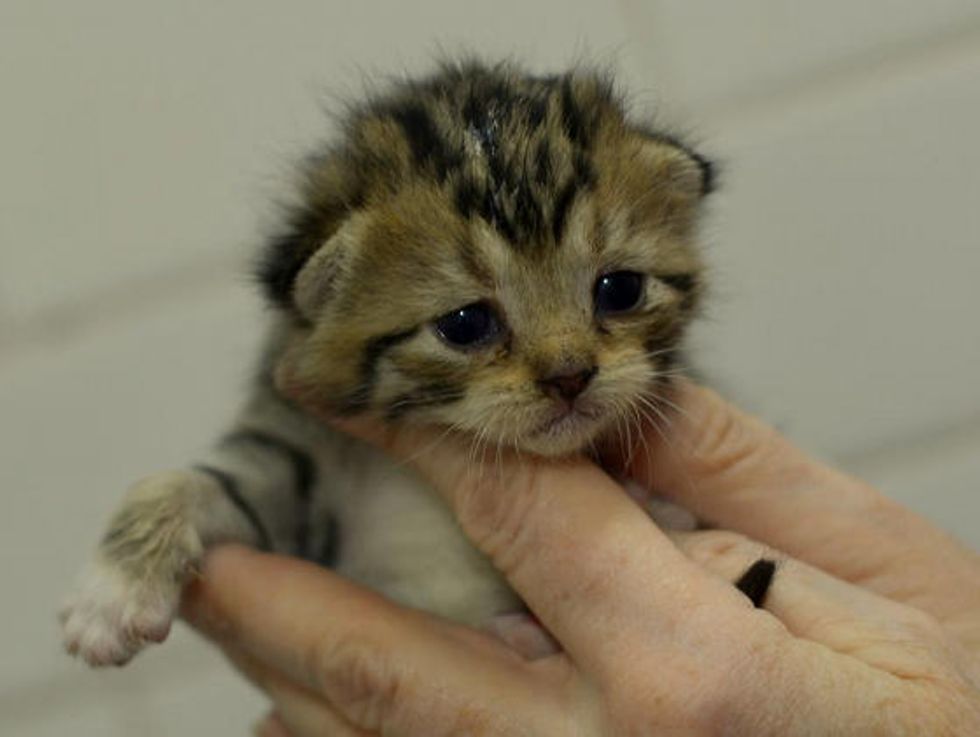 Three Tiny Tabby Kittens Find Safe Refuge - Love Meow