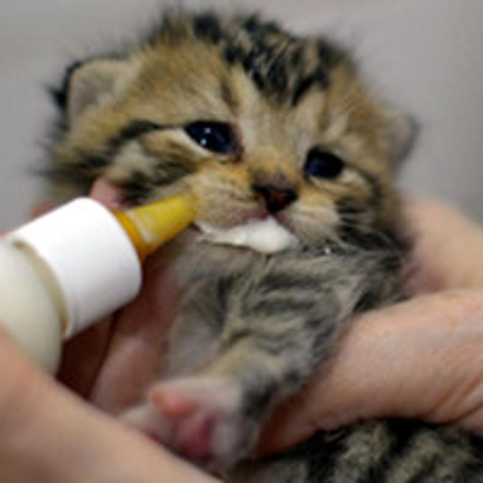 Three Tiny Tabby Kittens Find Safe Refuge - Love Meow