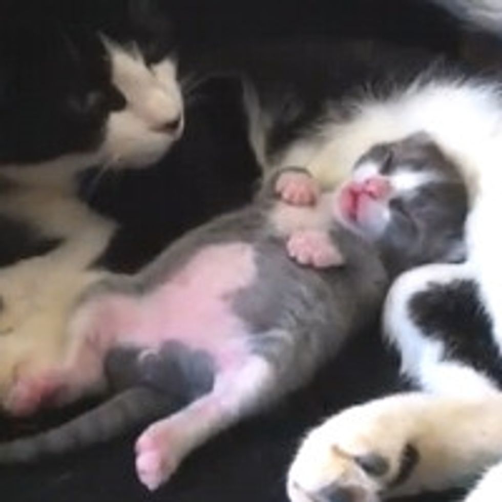 Sleeping Dancing Kitty
