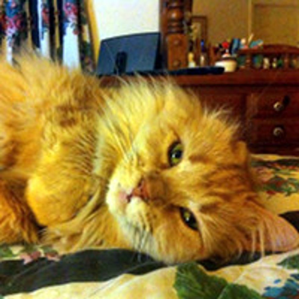 Rescue One-eared Cat Finds Love and Happiness
