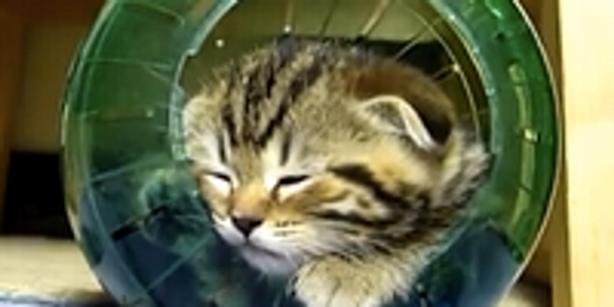 Kittens and Hamster Ball Love Meow