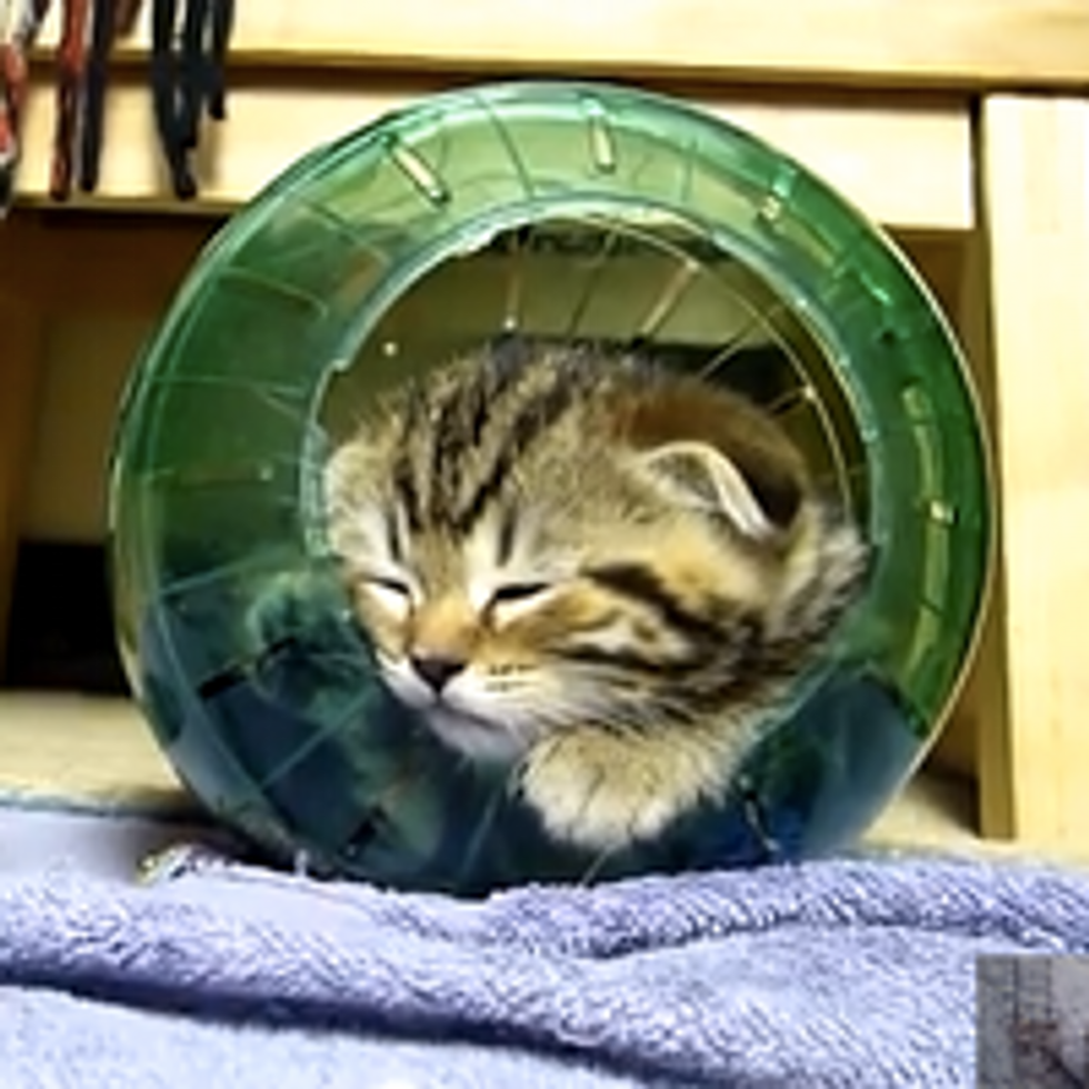 Kittens and Hamster Ball
