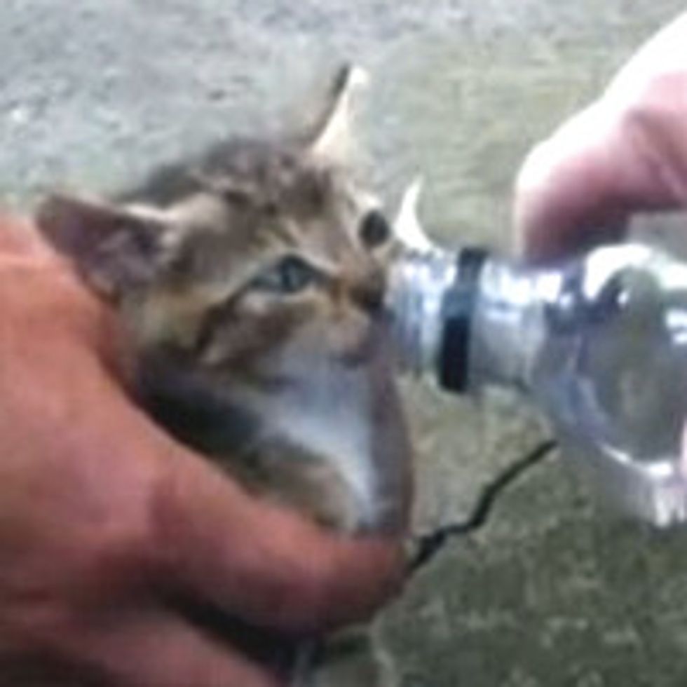 Firefighters Rescue Kitten From Car Wheel