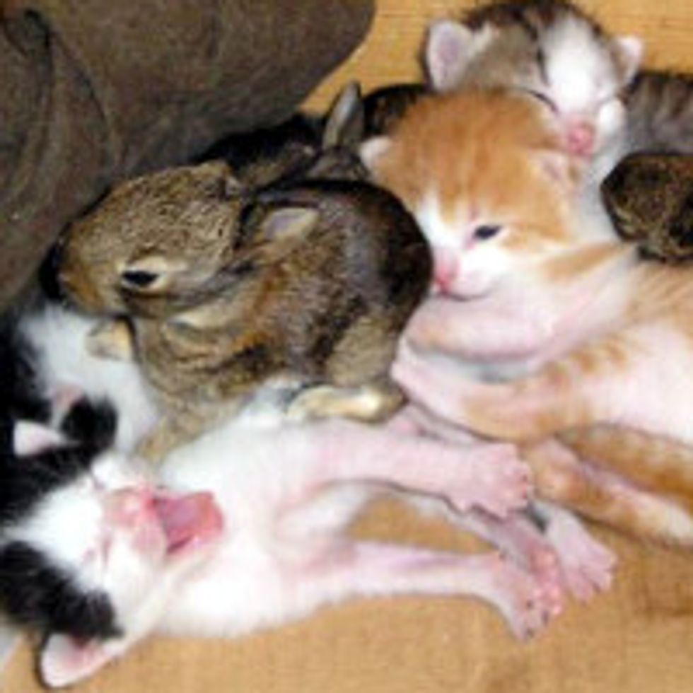Mom Cat Adopts Orphan Bunnies
