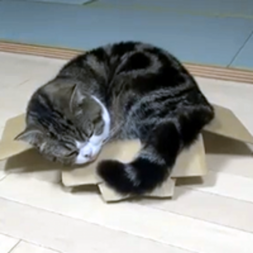 Sleeping Maru