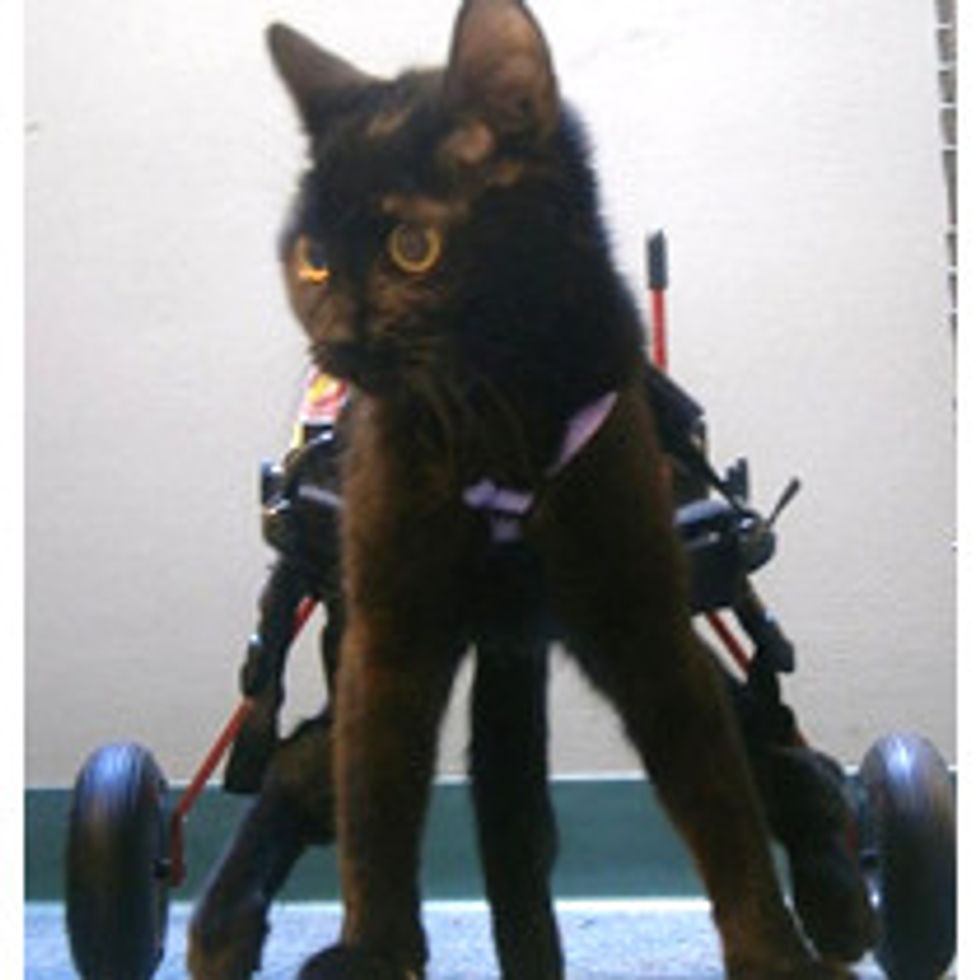 Violet The Kitty Gets A Second Chance To Walk Again