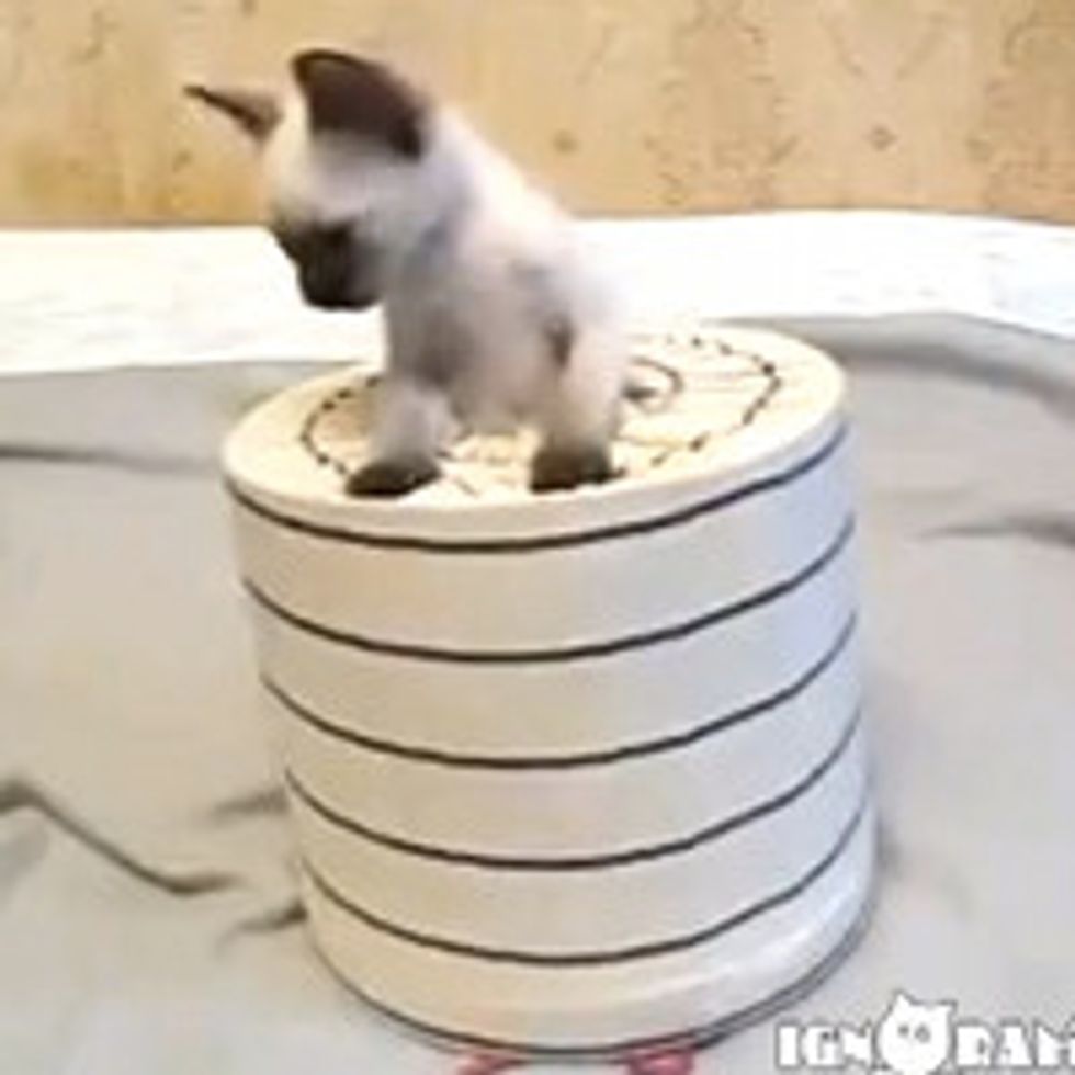 Pop-Up Kitty