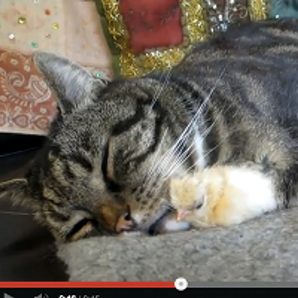 Oscar the Cat: Chick Magnet