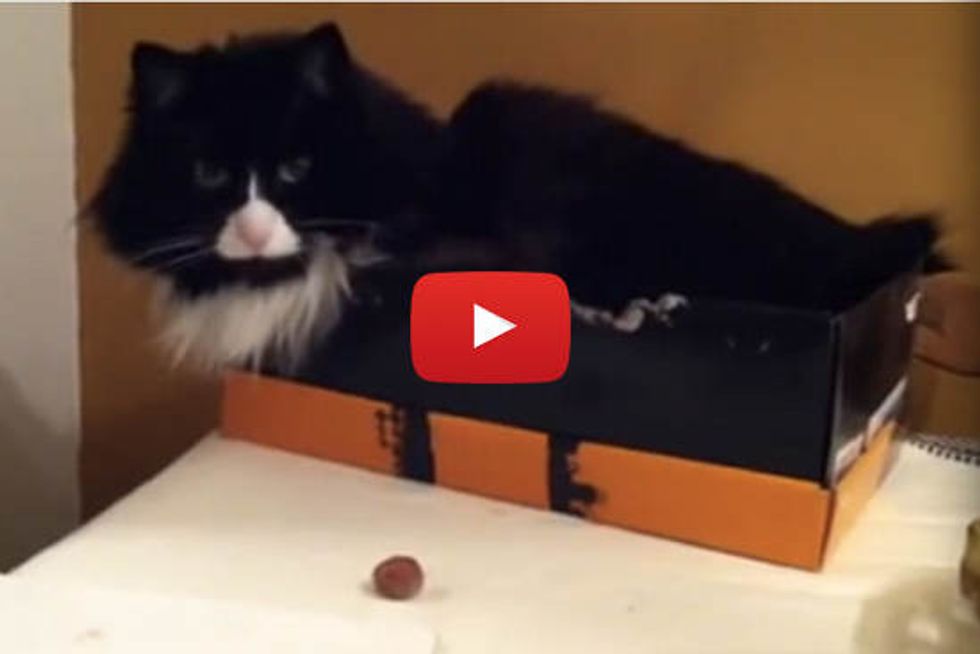 Gizmo and the Hazel Nut
