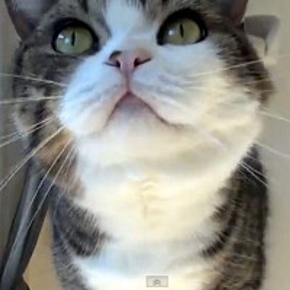 Maru Does Various Things
