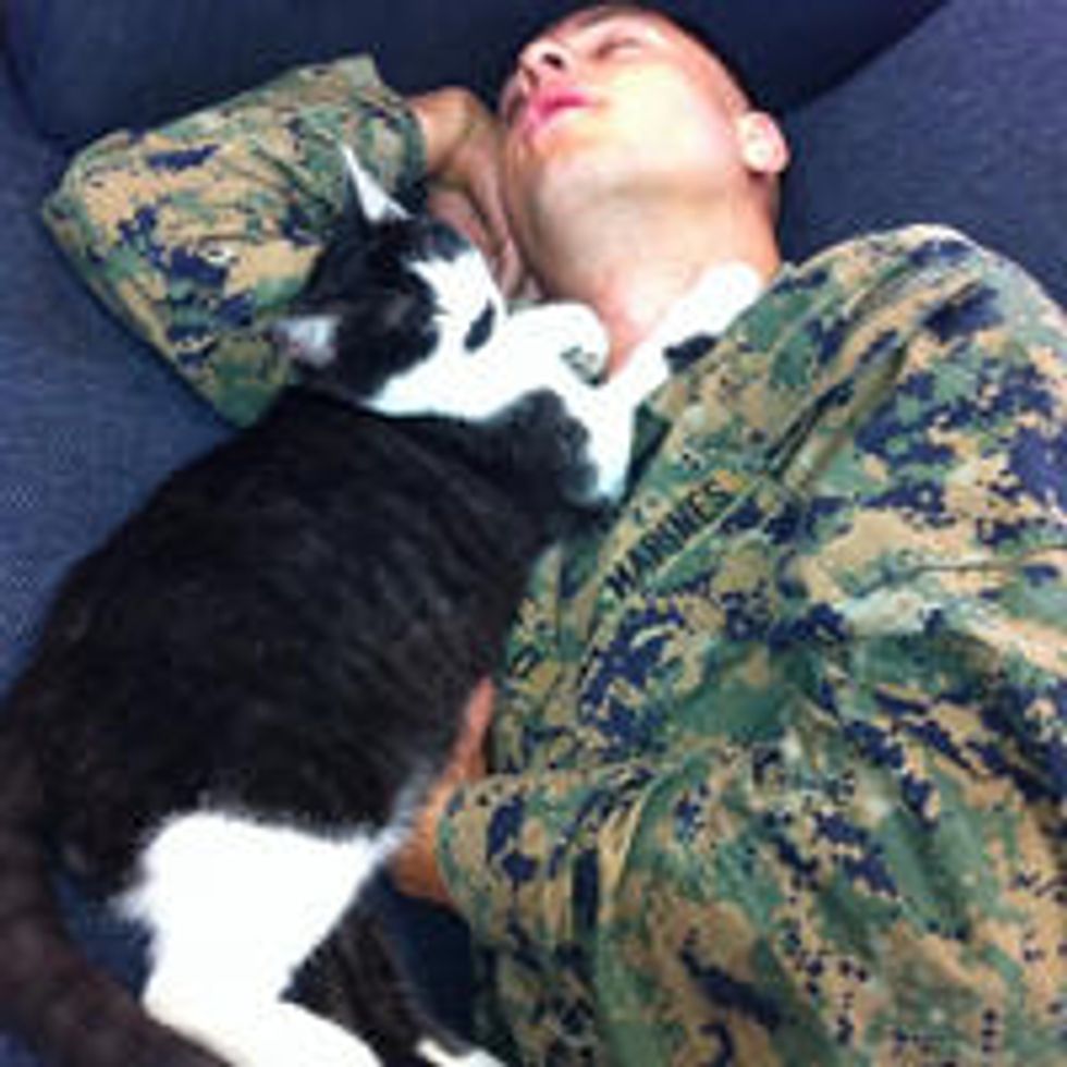 Stray Cat Becomes Marines' Snuggle Buddy