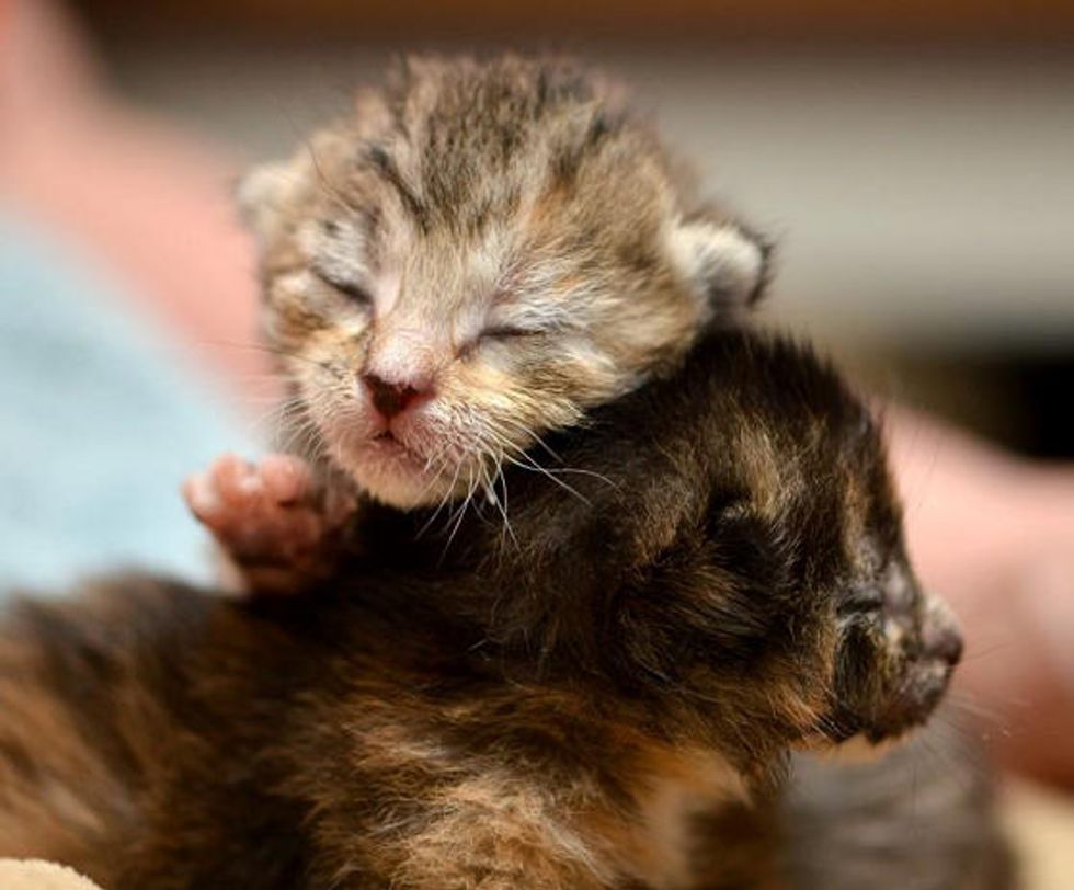 Tiny Orphan Kittens Find Warmth And Love