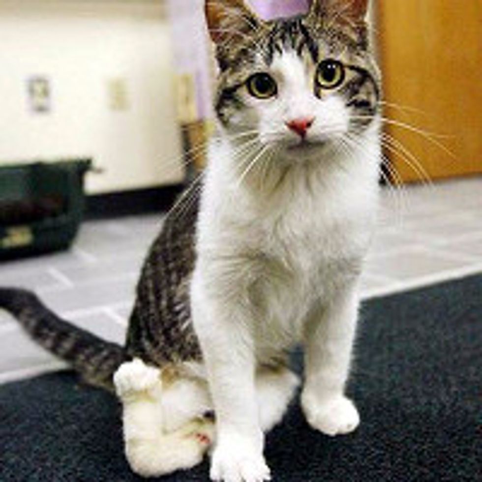 Corky The Cat Born With Twisted Legs: Inspiration of Courage, Love & Determination
